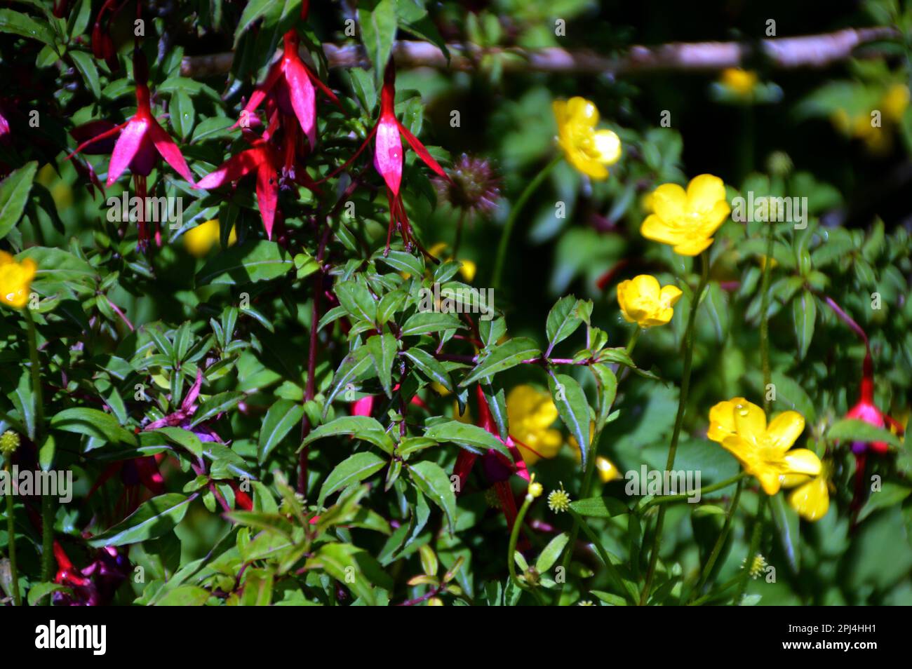 Chile, Patagonia: flowers of Fuchsia magellicana shrubs are common, as ...