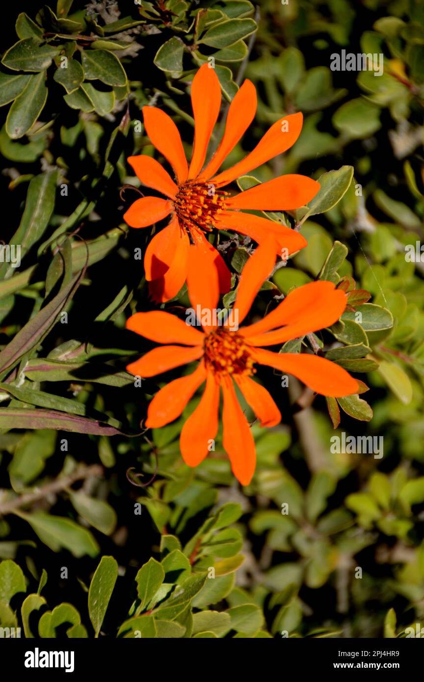 Chile, Puerto Rio Tranquilo:  Queen Mora or Star Flower (Mutisia reina). Stock Photo
