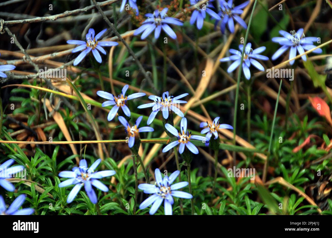 Chile, Parque Nacional  Torres del Paine:  flowers of  Fuegian Edelweiss  (Perezia recurvata). Stock Photo