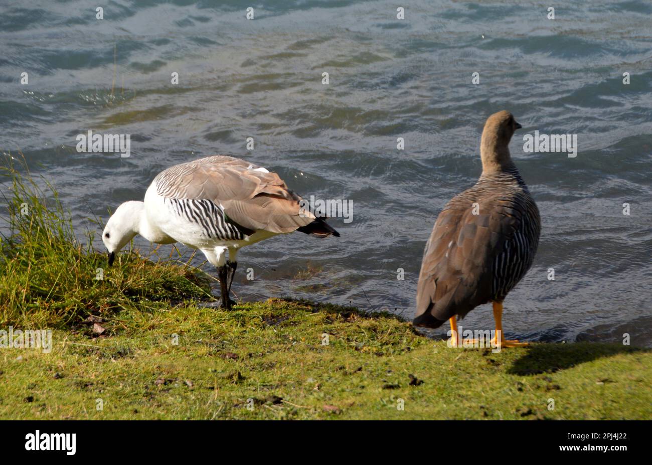 Cloephaga picta hi res stock photography and images Alamy