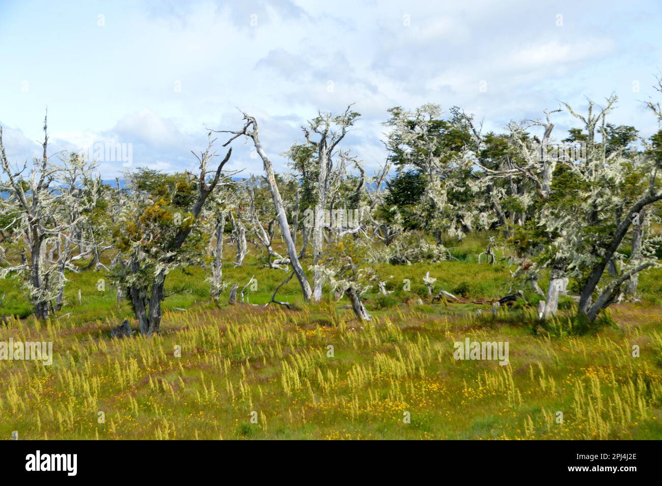 Chile, Puerto Natales:  dead Nothofagus trees, covered with Old Man's Beard (Protousnea sp.), a genus of lichenised ascomycetes. Stock Photo