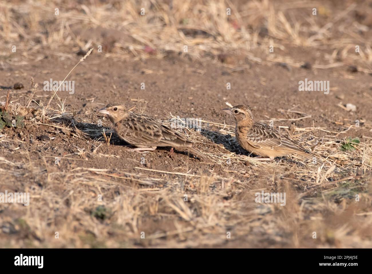 Sykes's lark (Galerida deva) observed in Greater Rann of Kutch in Gujarat, India Stock Photo