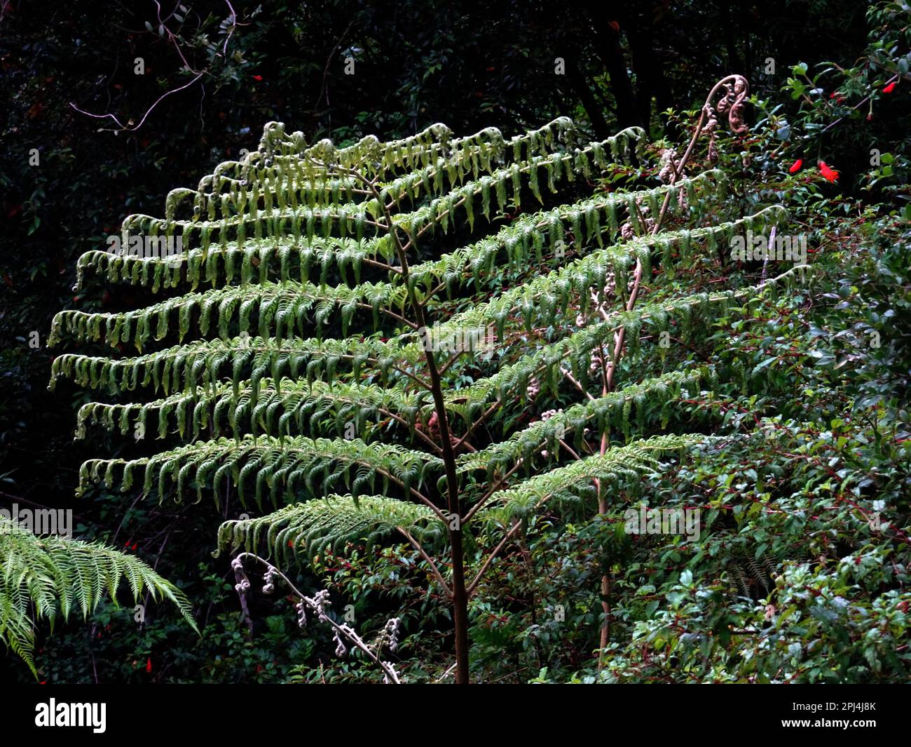 Chile. Chaiten a large fern in the Valdivian temperate rainforest near