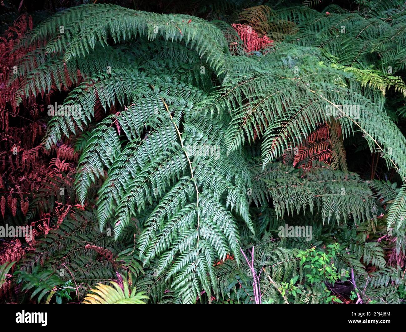 Chile. Chaiten a large fern in the Valdivian temperate rainforest near
