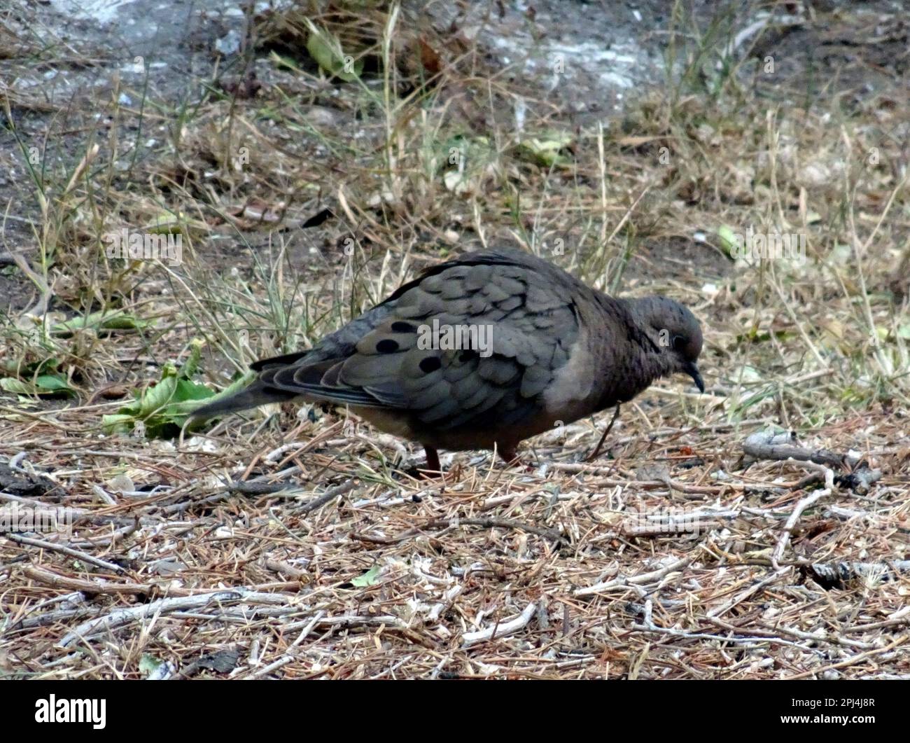 Chile. Chaiten:  Eared Dove/Tortola (Zenaida auriculata) Stock Photo