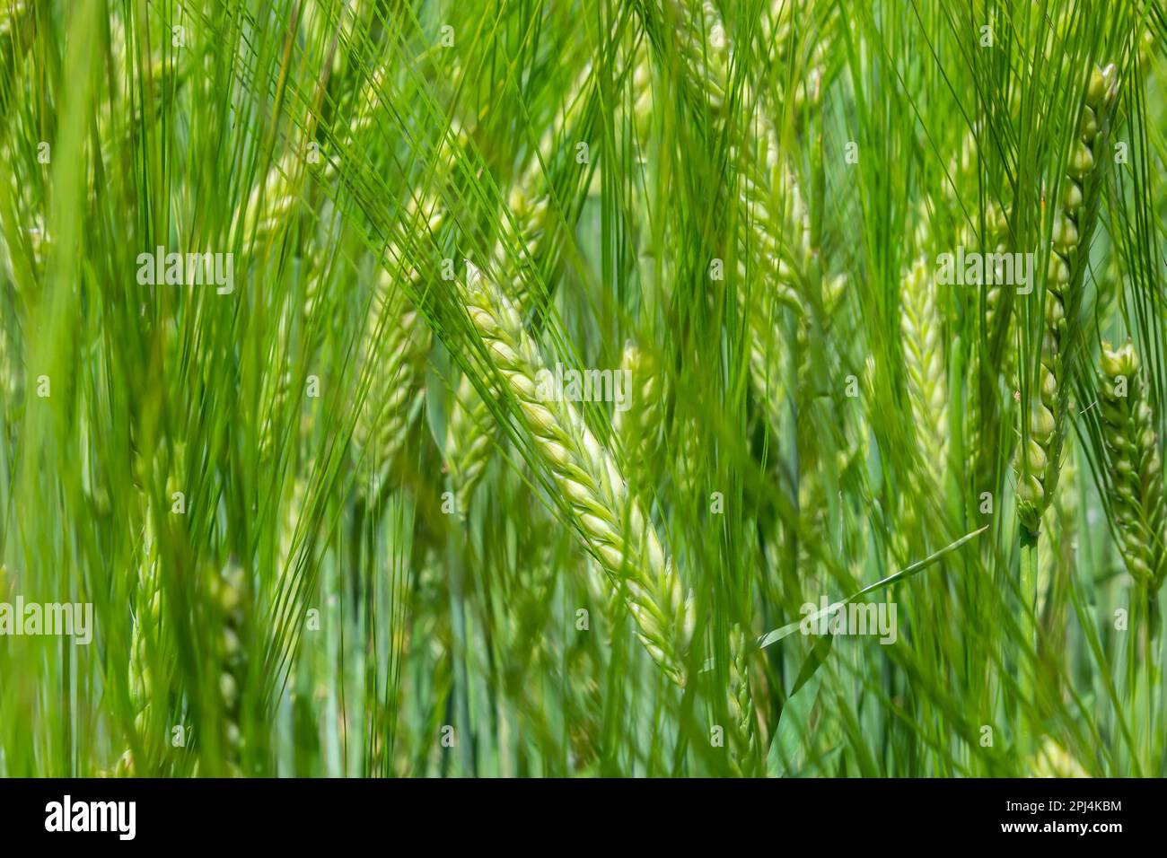 agricultural field where green rye grows, agriculture for obtaining ...