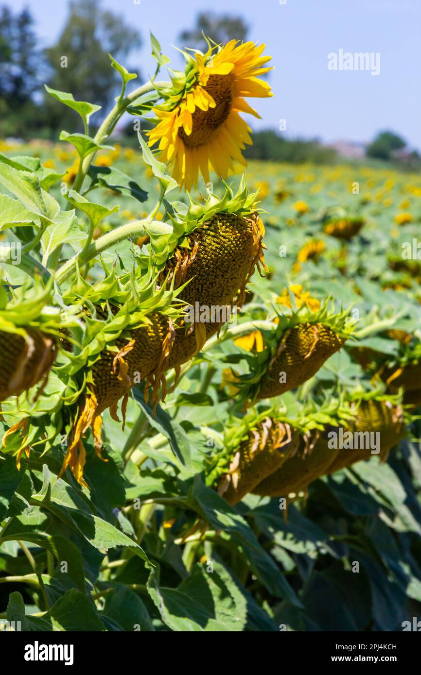 Sunflower heads drooping full of seeds to be harvest at the end of the