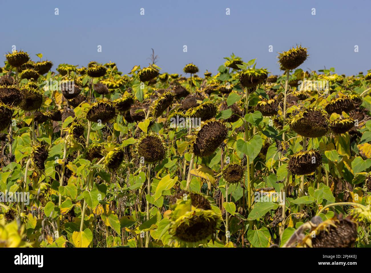 Sunflower heads drooping full of seeds to be harvest at the end of the