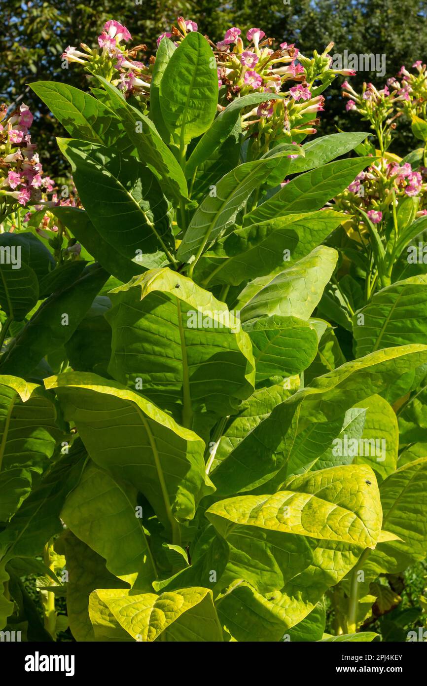 Tobacco Flowers. Tobacco big leaf crops growing in tobacco plantation