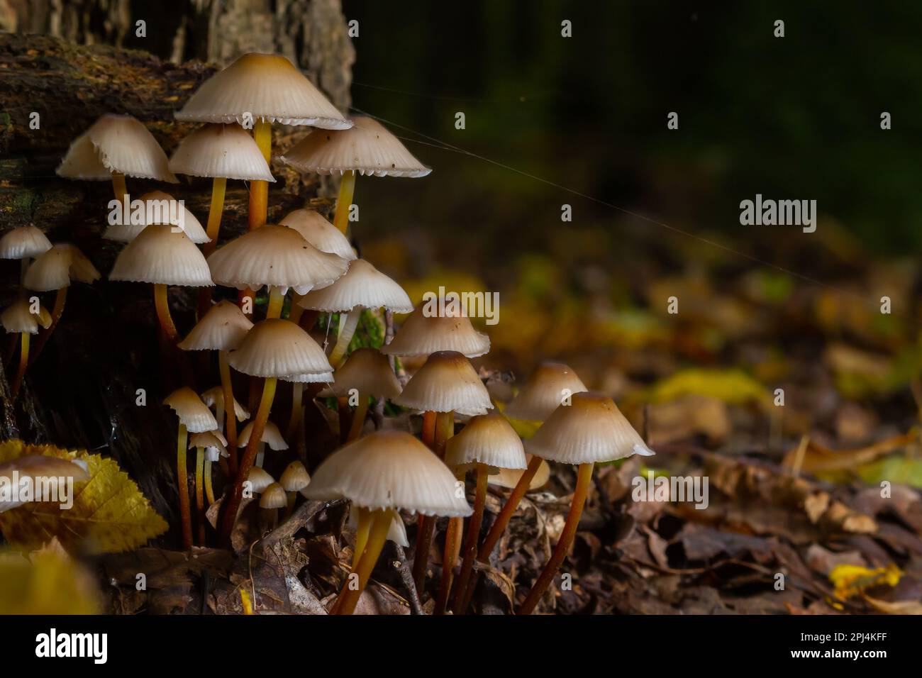 Magic mushrooms growing on moss. Most probably Mycena galericulata ...