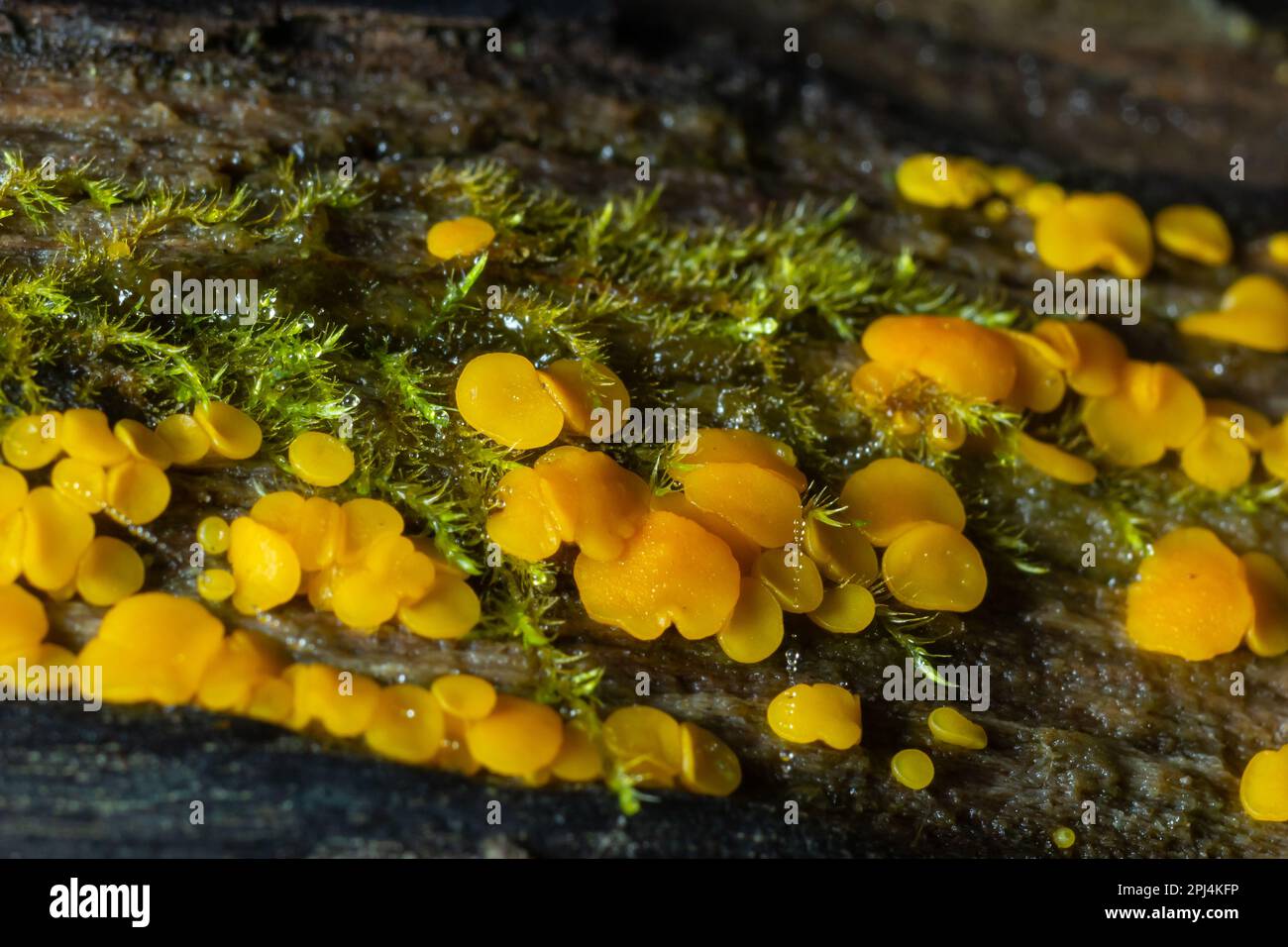 Very small fungus yellow fairy cups or lemon discos, Bisporella citrina, on old wet wood . Stock Photo