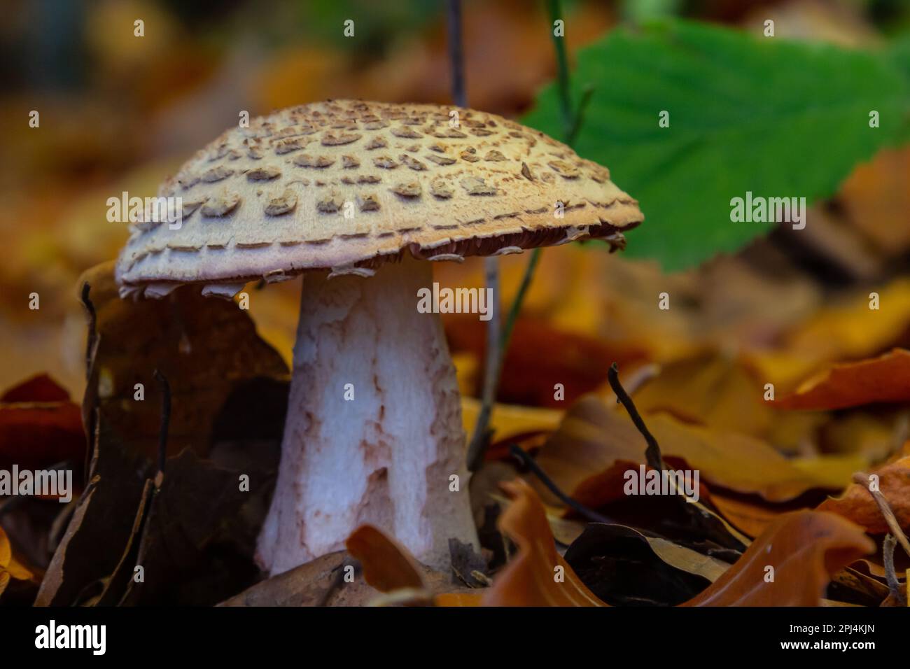 this mushroom is an amanita rubescens and it grows in the forest. Stock Photo