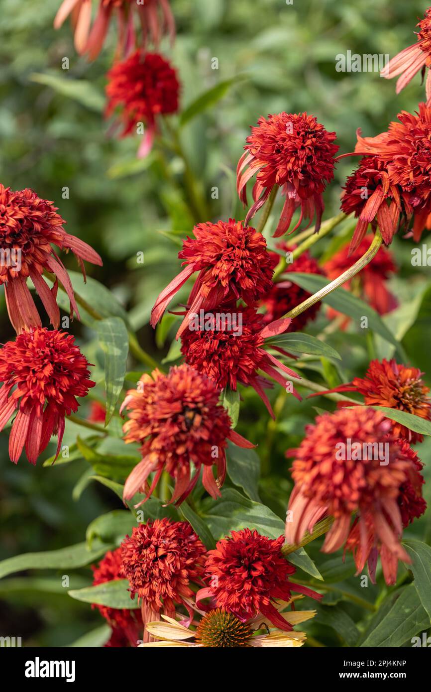 gabapentin and echinacea