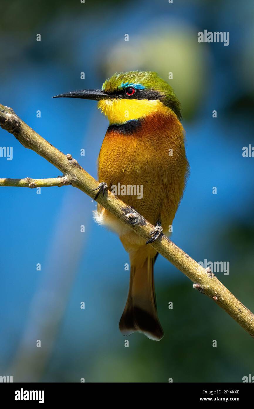 Little bee-eater on diagonal branch turning head Stock Photo
