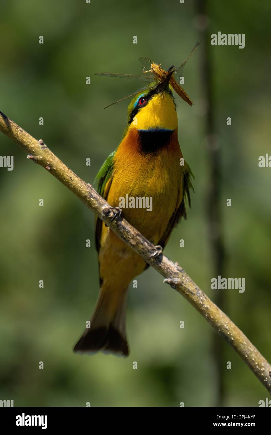 Shot little bee eater hi-res stock photography and images - Alamy