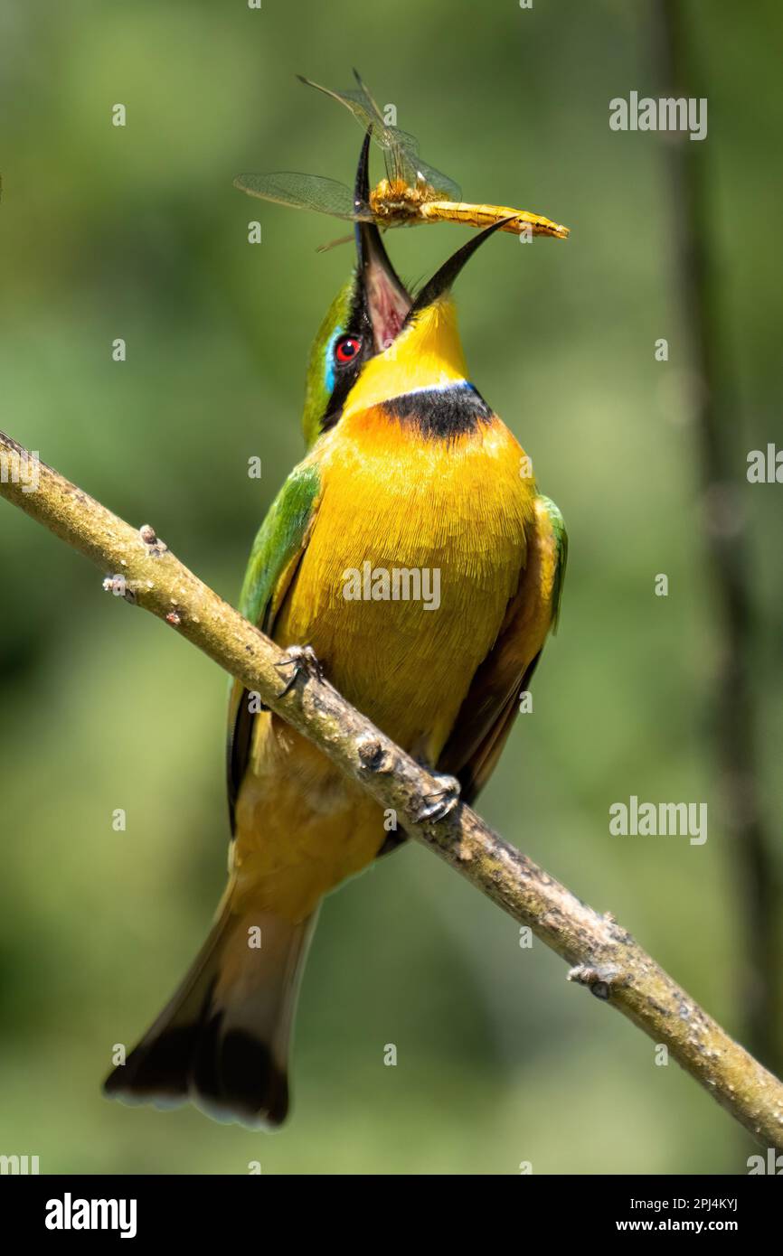 Little bee-eater on diagonal branch eating insect Stock Photo