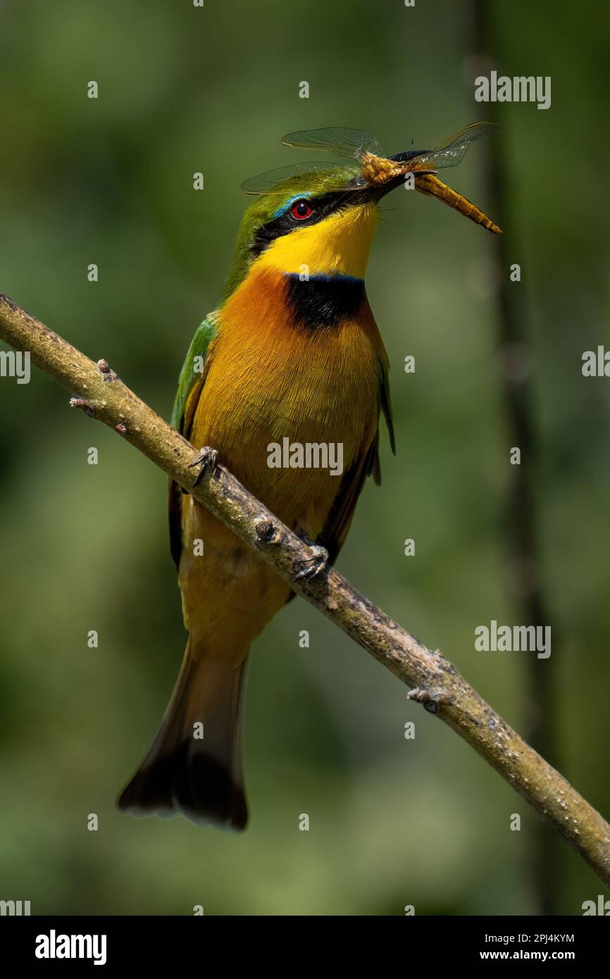 Little bee-eater on diagonal branch with dragonfly Stock Photo