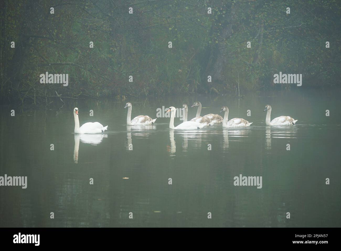 foggy day autumn swans on the river Vils, beautiful animal animals on the water with fog, schöner Herbsttag mit viel Nebel. Stock Photo