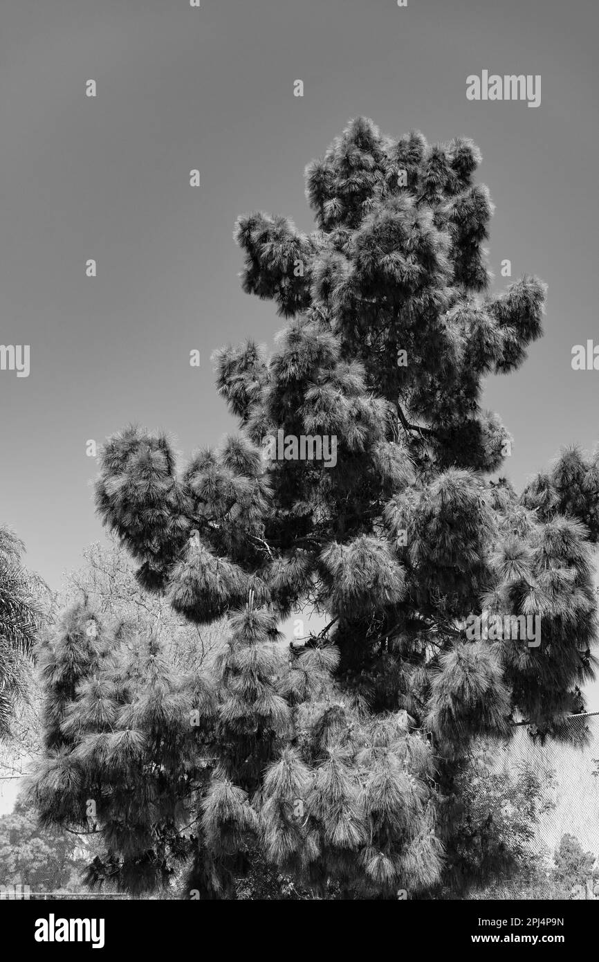 Conifers needles Black and White Stock Photos & Images - Alamy