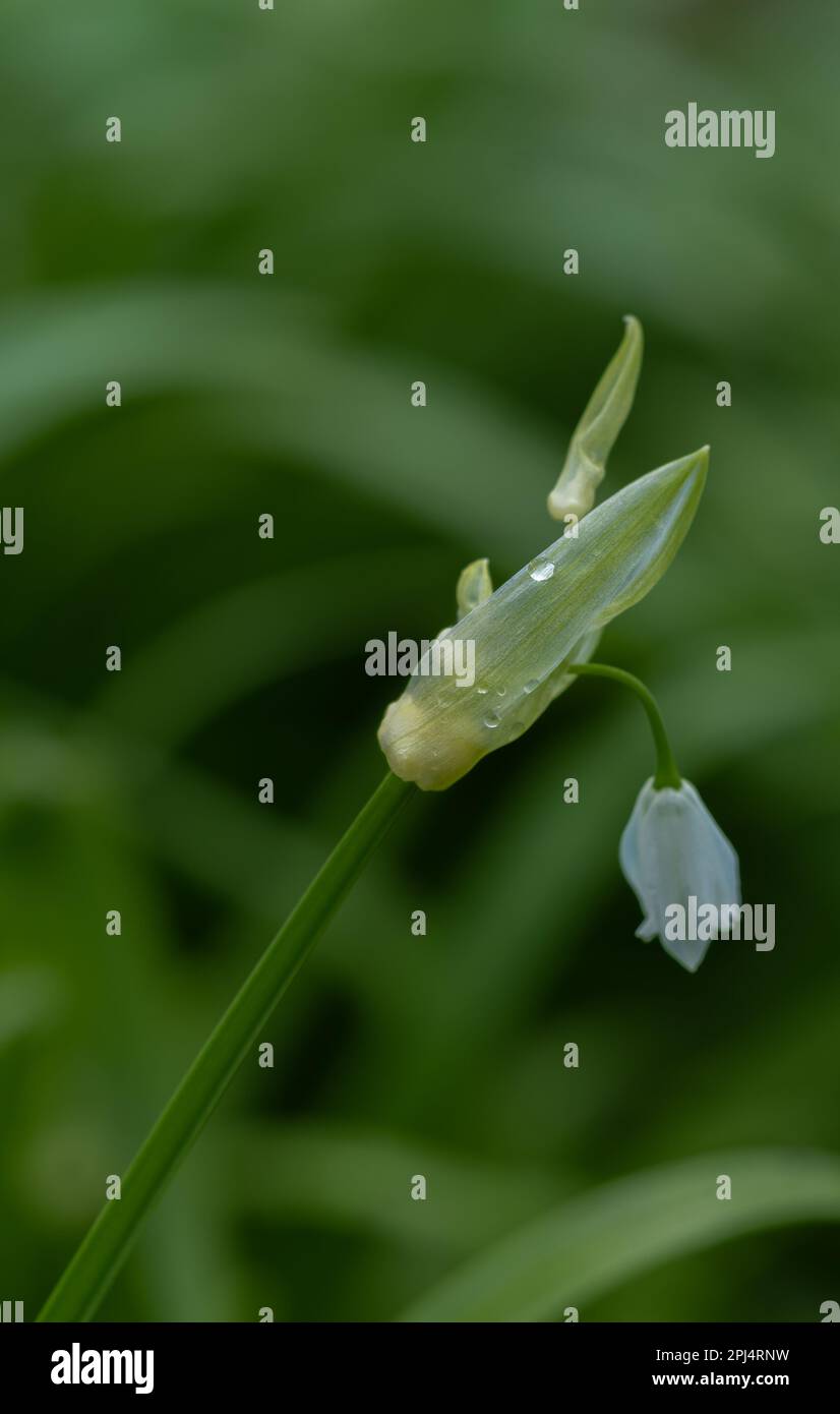 Carpeting large areas hires stock photography and images Alamy