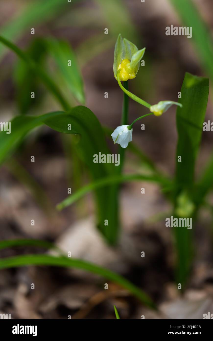 Allium ursinum, wild garlic, flower heads, ramson, broadleaved garlic