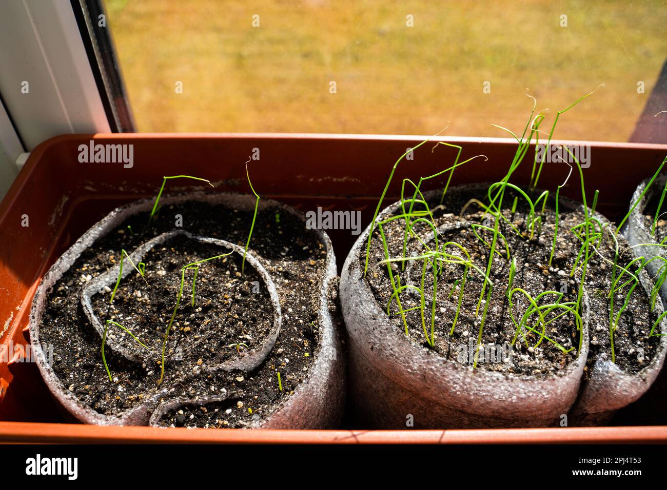 Comparison of expensive and cheap onion seeds for seedlings. Poor and