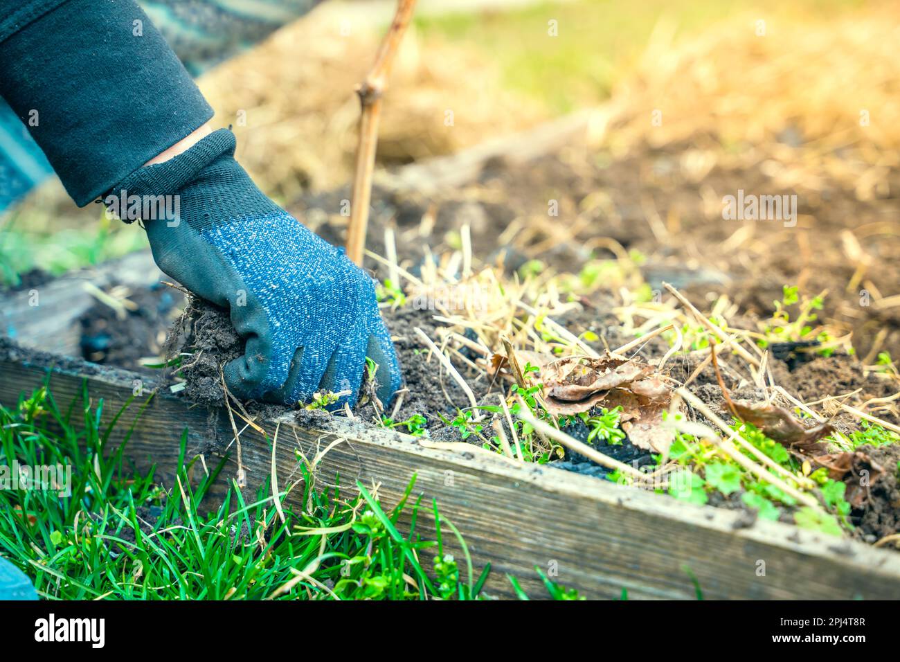 Tearing weeds hi-res stock photography and images - Alamy