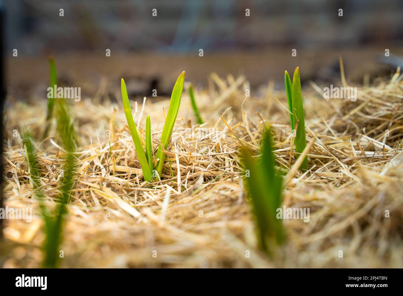 The first garlic sprouts sprouted through the mulch in the garden bed