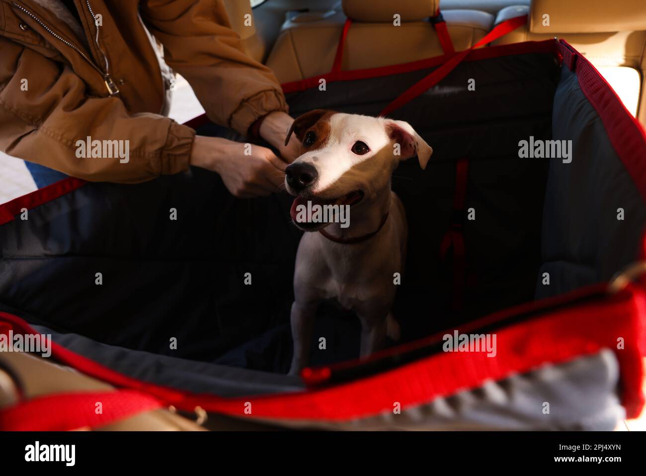 Woman fastening her cute Jack Russel Terrier dog with safety belt in