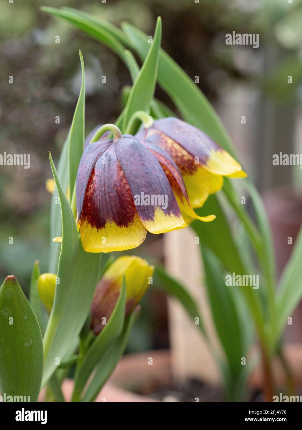 The chocolate and yellow up turned bell flowers of Fritillaria uva-vulpis Stock Photo