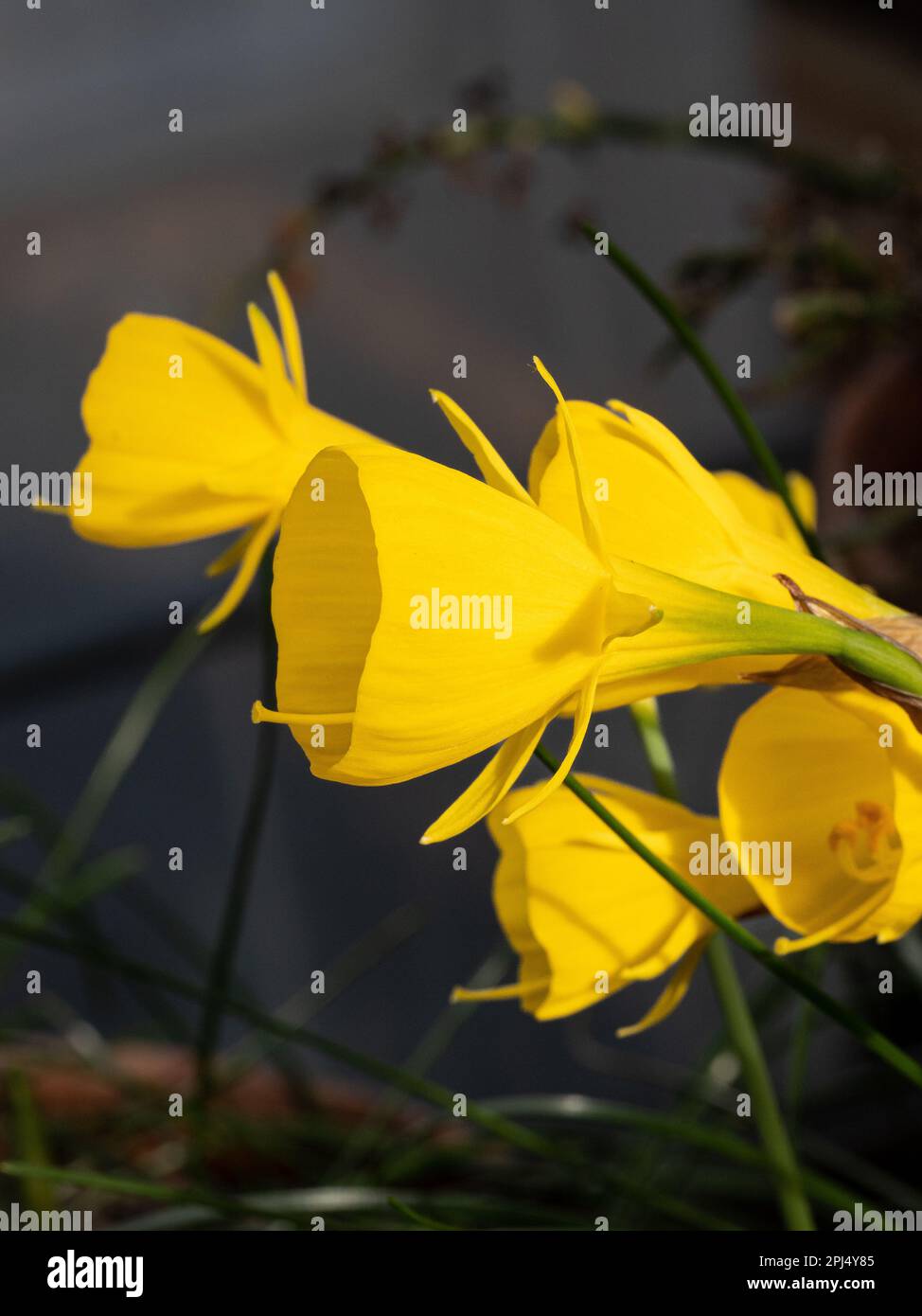 The deep yellow trumpets of the miniature daffodil Narcissus obesus Stock Photo