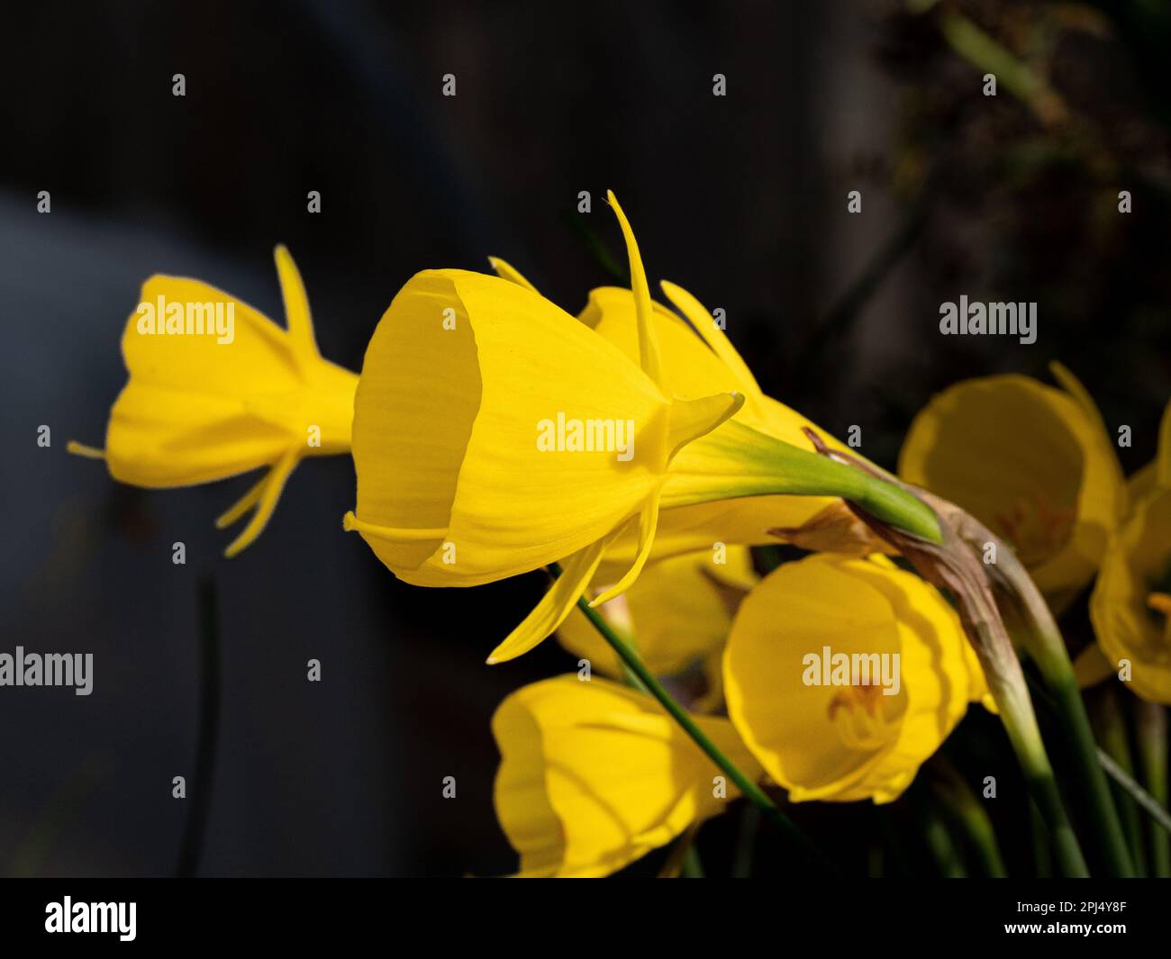 The deep yellow trumpets of the miniature daffodil Narcissus obesus Stock Photo