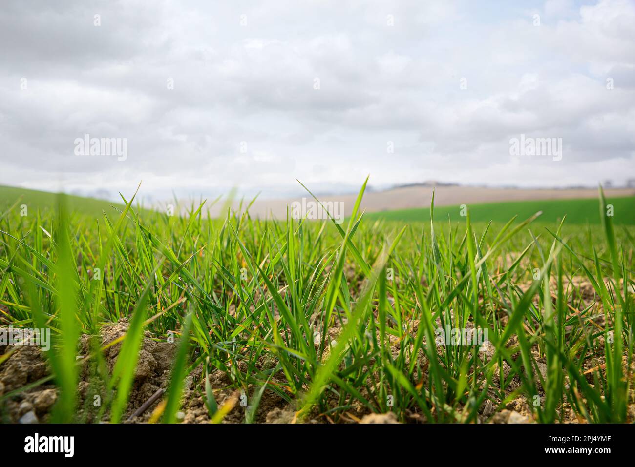 Clay soil field with lush green grass Stock Photo Alamy
