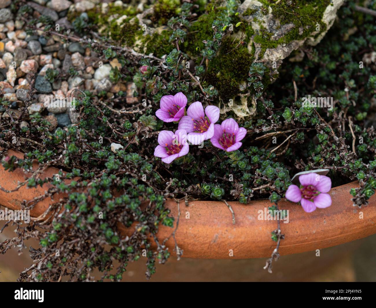 The deep pink early spring flowers of Saxifraga oppositifolia 'Latina' at the edge of a terracotta pan. Stock Photo