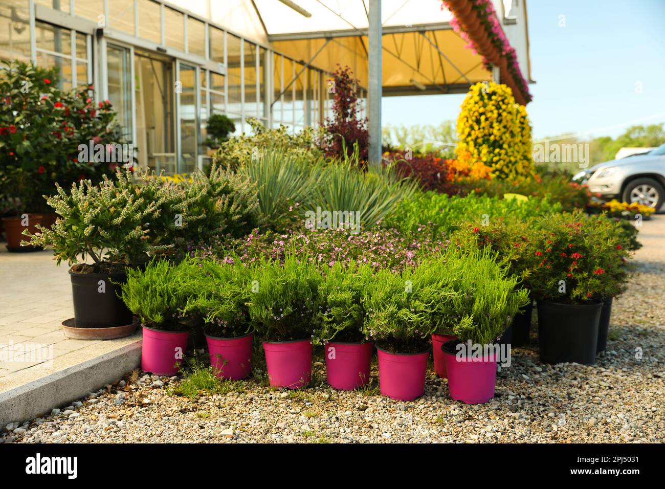 Many different potted plants near garden center Stock Photo