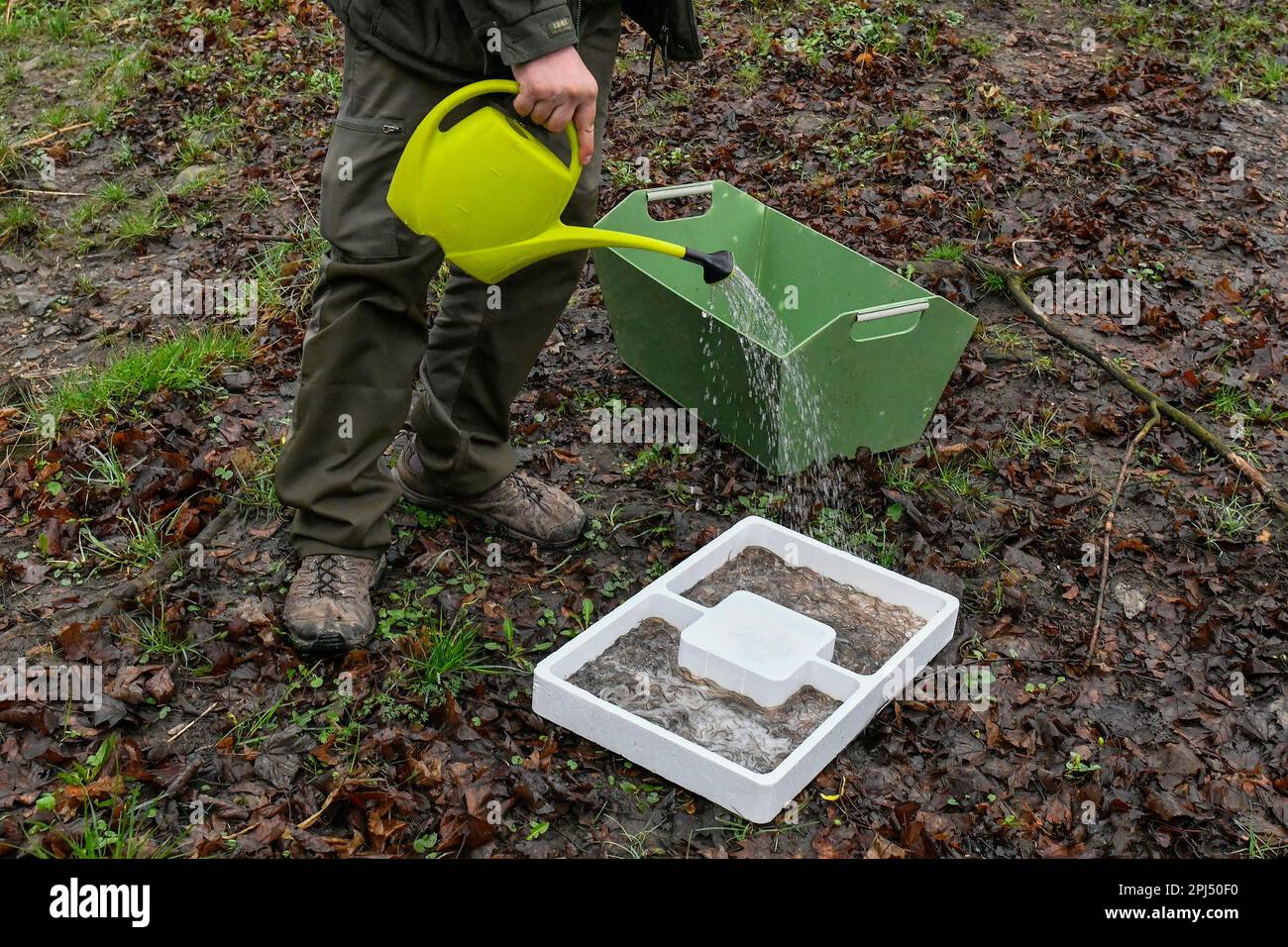 Pilsen, Czech Republic. 31st Mar, 2023. On 31 March 2023, fishermen in the Pilsen region planted roughly eight-centimetre-long eels into rivers. They received 60 kilograms of them from France, about 180,000 pieces. In the picture, a worker of the Czech Fishermen's Union (CRS) prepares the eels before they are planted into the Radbuza River - he pours water from the river to get them used to its temperature. There are 3,000 small eels in one box, 1,500 in each section, with ice kept in the middle to slow down the fish's metabolism. Credit: Miroslav Chaloupka/CTK Photo/Alamy Live News Stock Photo