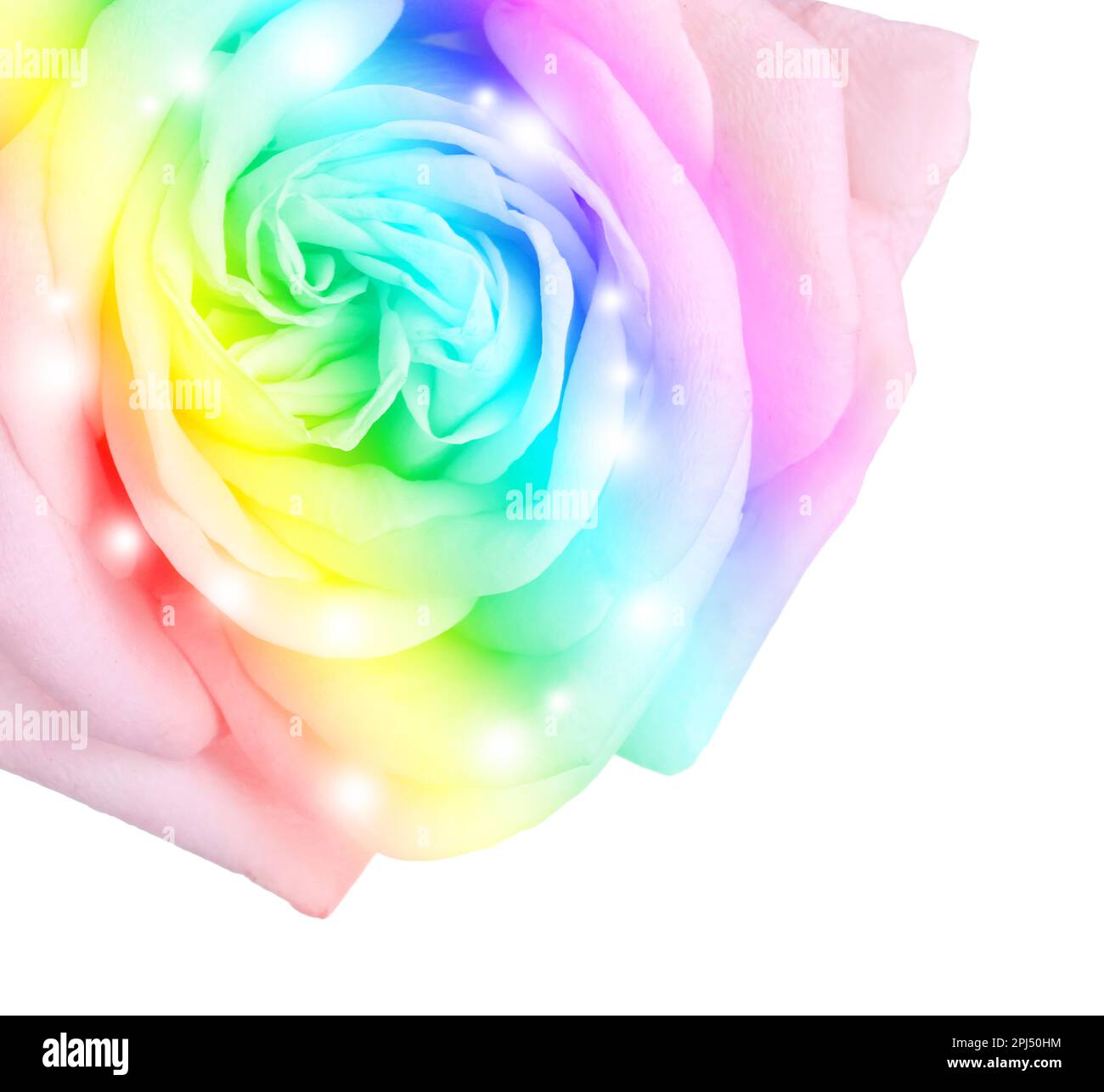 Beautiful rose toned in rainbow colors on white background, closeup ...