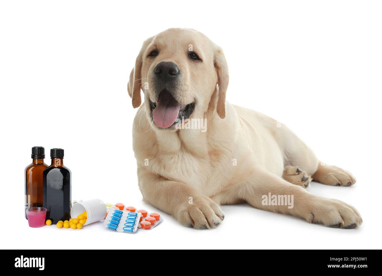 Vitamins for pets. Cute dog, different pills and syrup on white