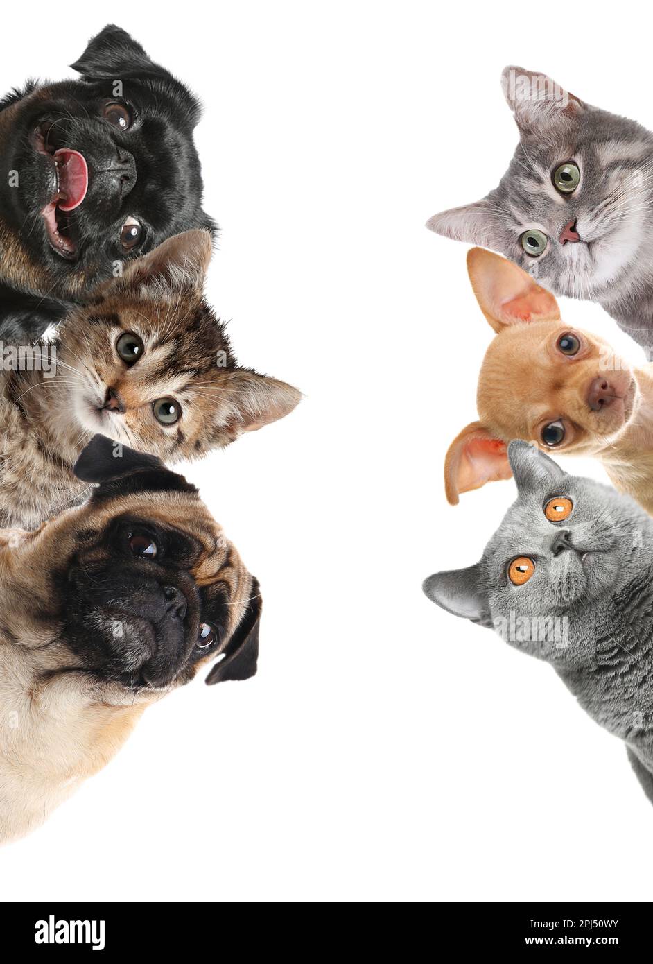 Cute dogs and cats doing funny things 2018 deals