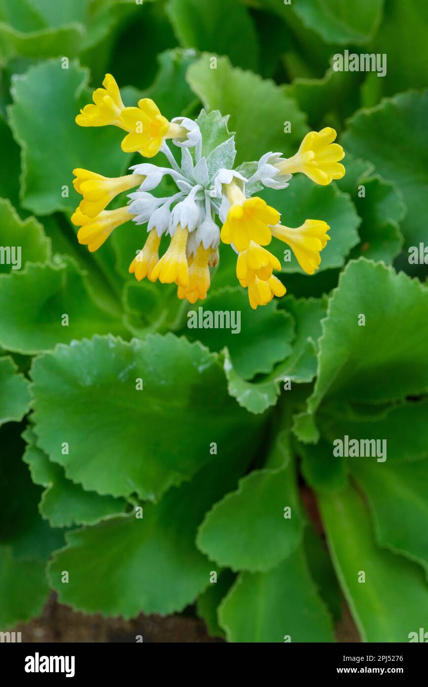 Primula palinuri, Palinuro auricula, evergreen perennial, flowers silvery calyxes, yellow petals creamy white throats, Stock Photo