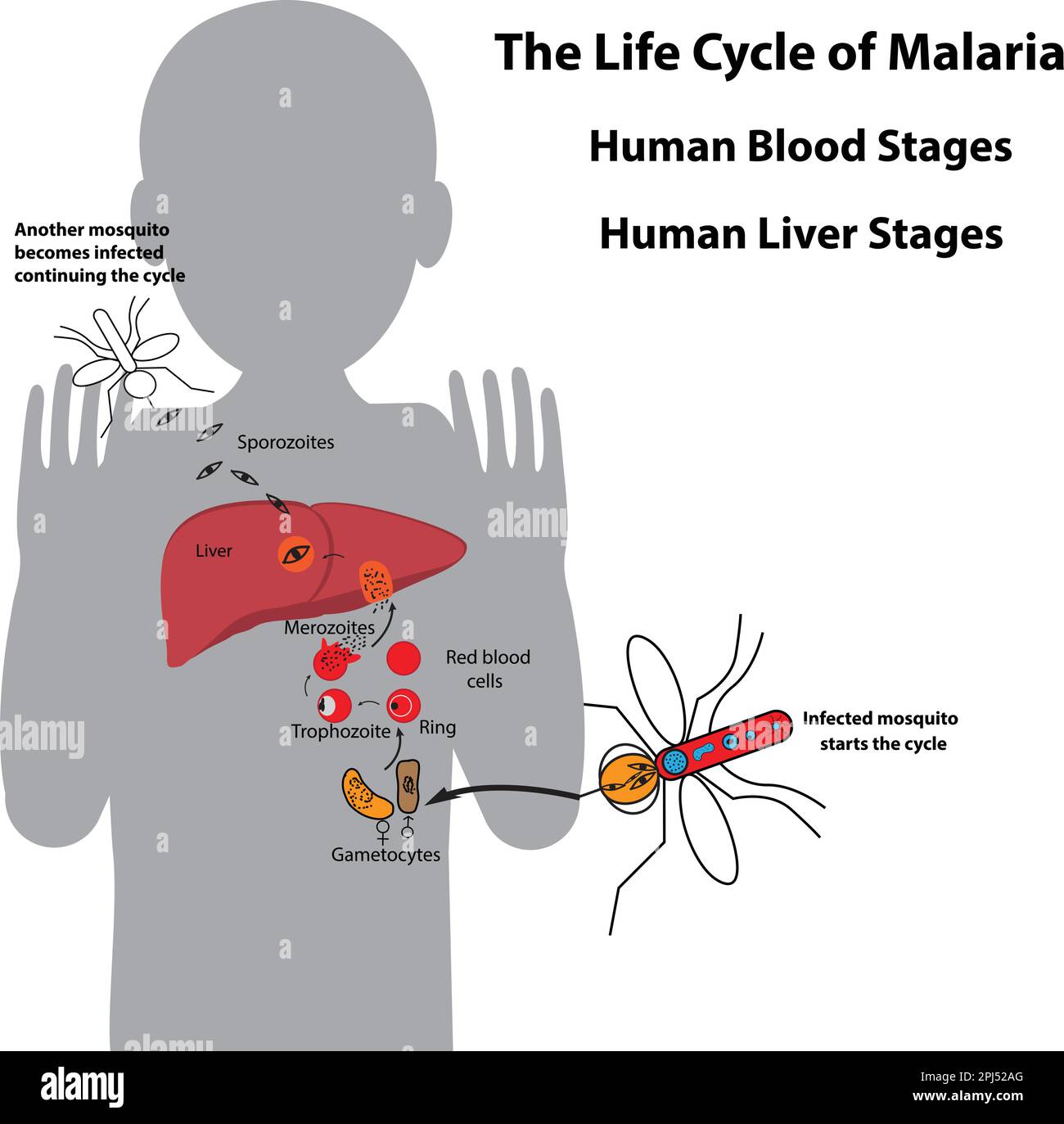Life cycle of malaria parasite, human blood stages and human liver stages Stock Vector