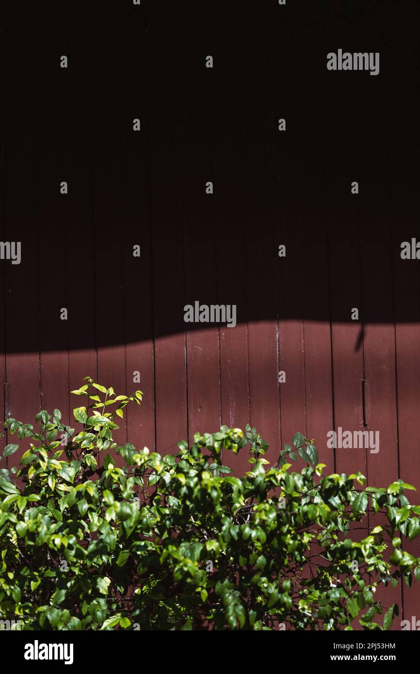 A vibrant, lush green plant growing against a rustic, weathered wooden ...