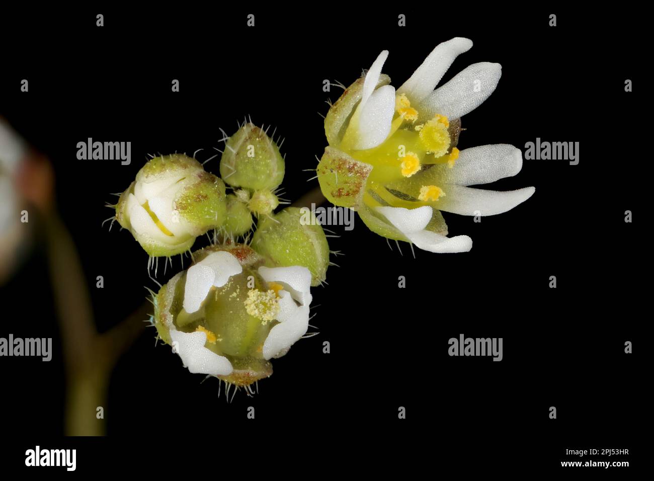 Common Whitlowgrass (Draba verna). Inflorescence Detail Closeup Stock Photo