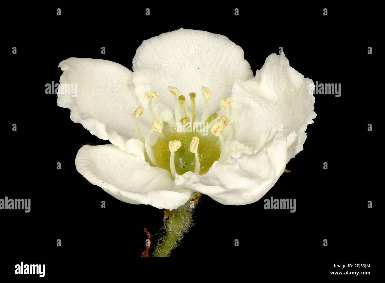 Hairy Cockspurthorn (Crataegus submollis). Flower Closeup Stock Photo