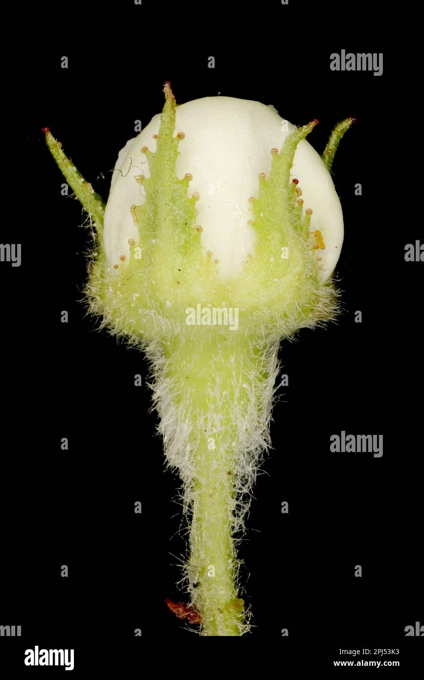 Hairy Cockspurthorn (Crataegus submollis). Flower Bud Closeup Stock Photo