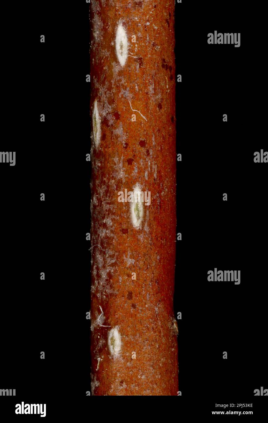 Hairy Cockspurthorn (Crataegus submollis). Wintering Twig Detail Closeup Stock Photo