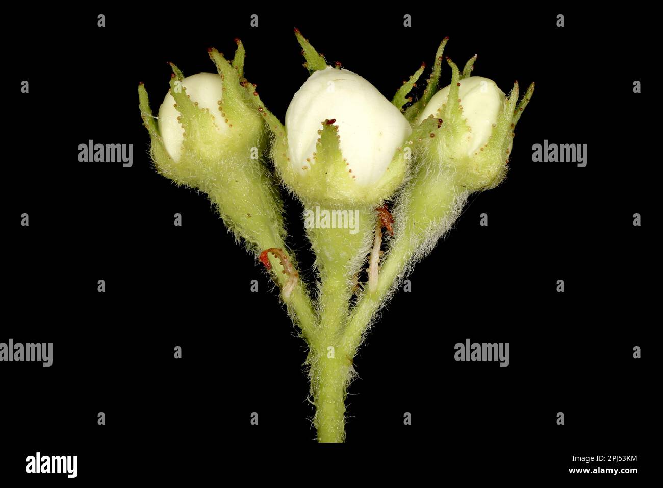 Hairy Cockspurthorn (Crataegus submollis). Flower Buds Closeup Stock Photo