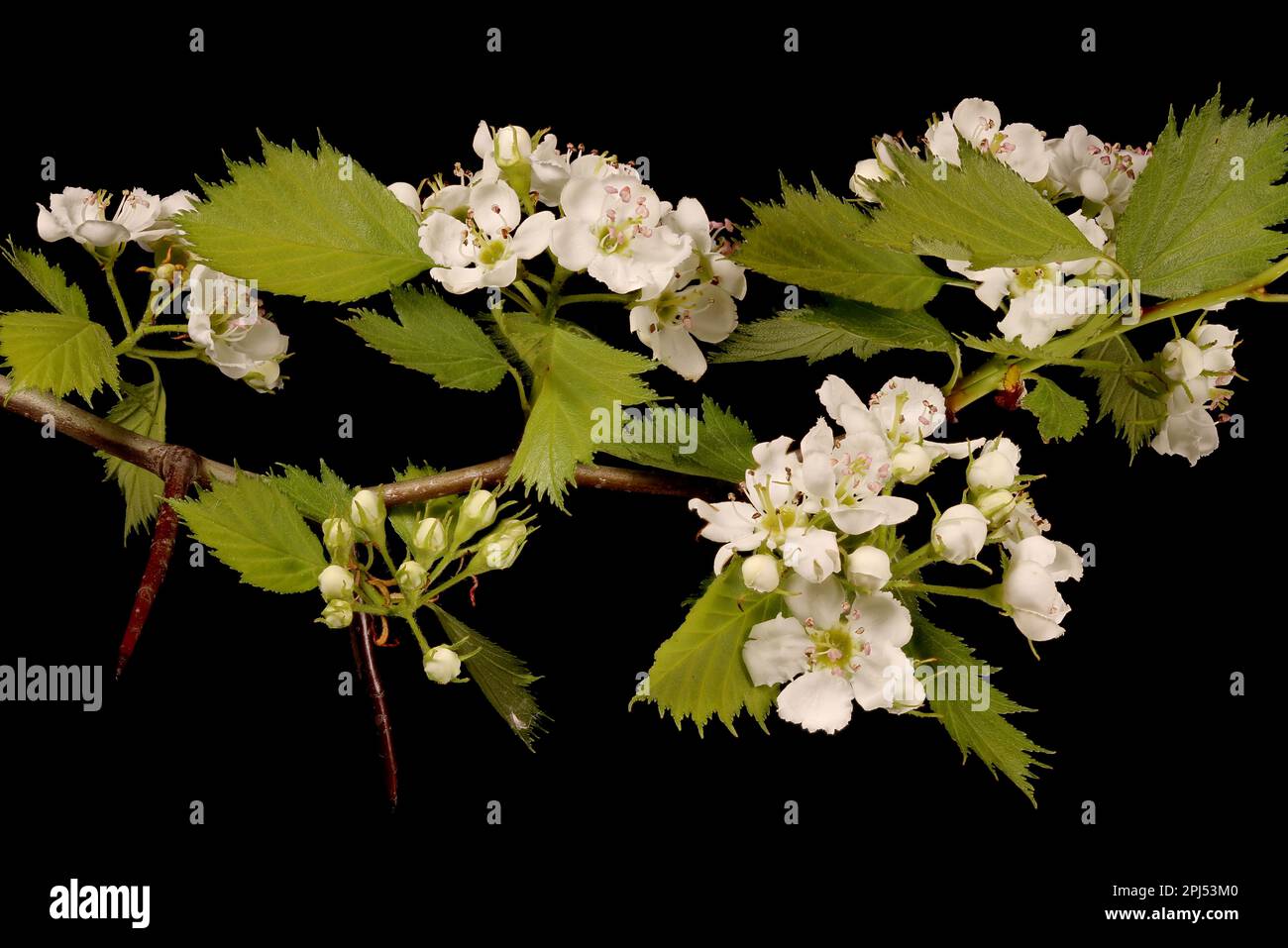 Fan-Leaved Hawthorn (Crataegus flabellata). Flowering Branch Closeup Stock Photo