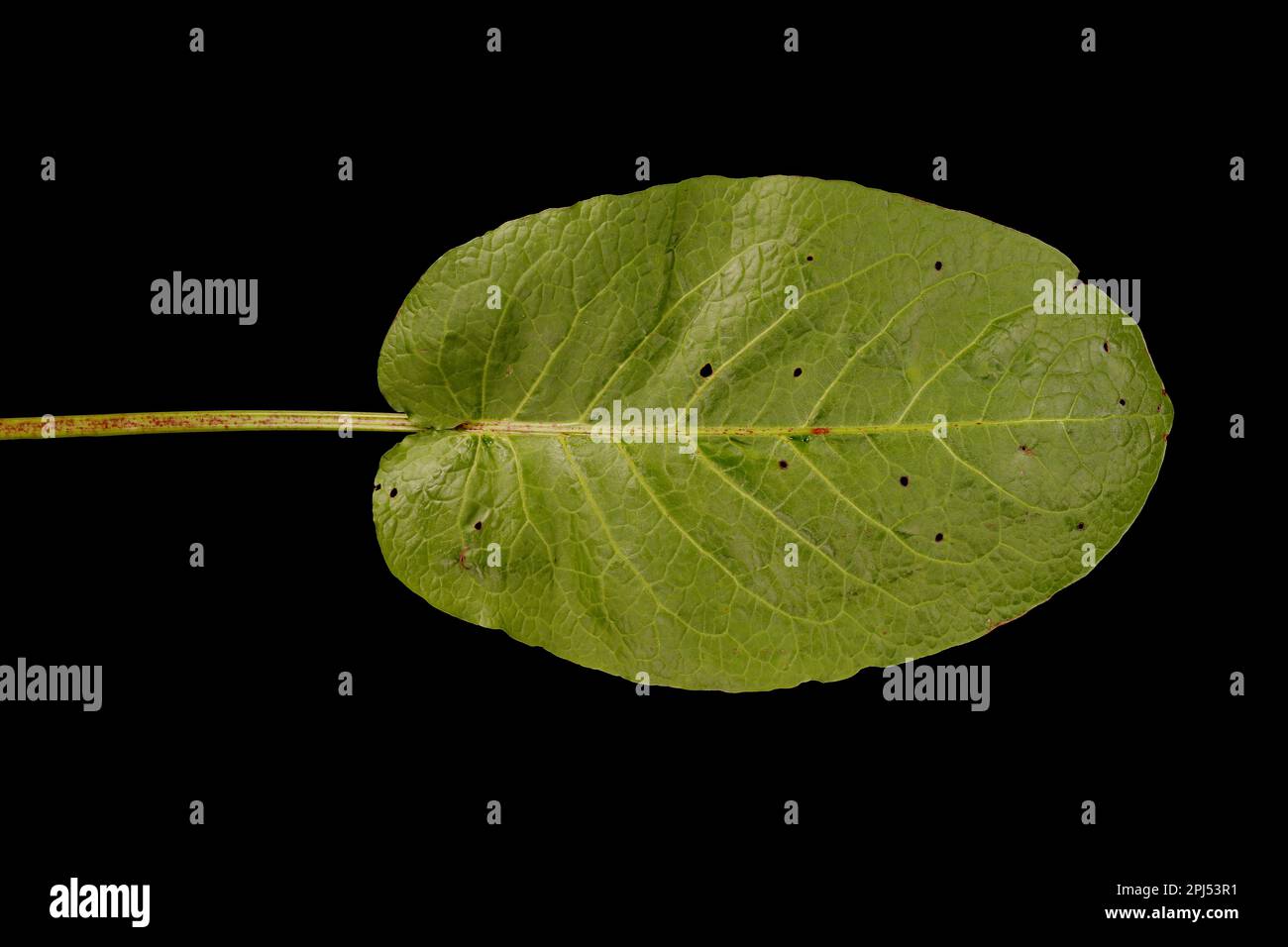 Broad-Leaved Dock (Rumex obtusifolius subsp. obtusifolius). Basal Leaf Closeup Stock Photo