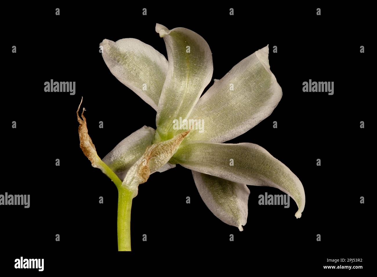 Drooping Star-of-Bethlehem (Ornithogalum nutans). Flower Closeup Stock Photo